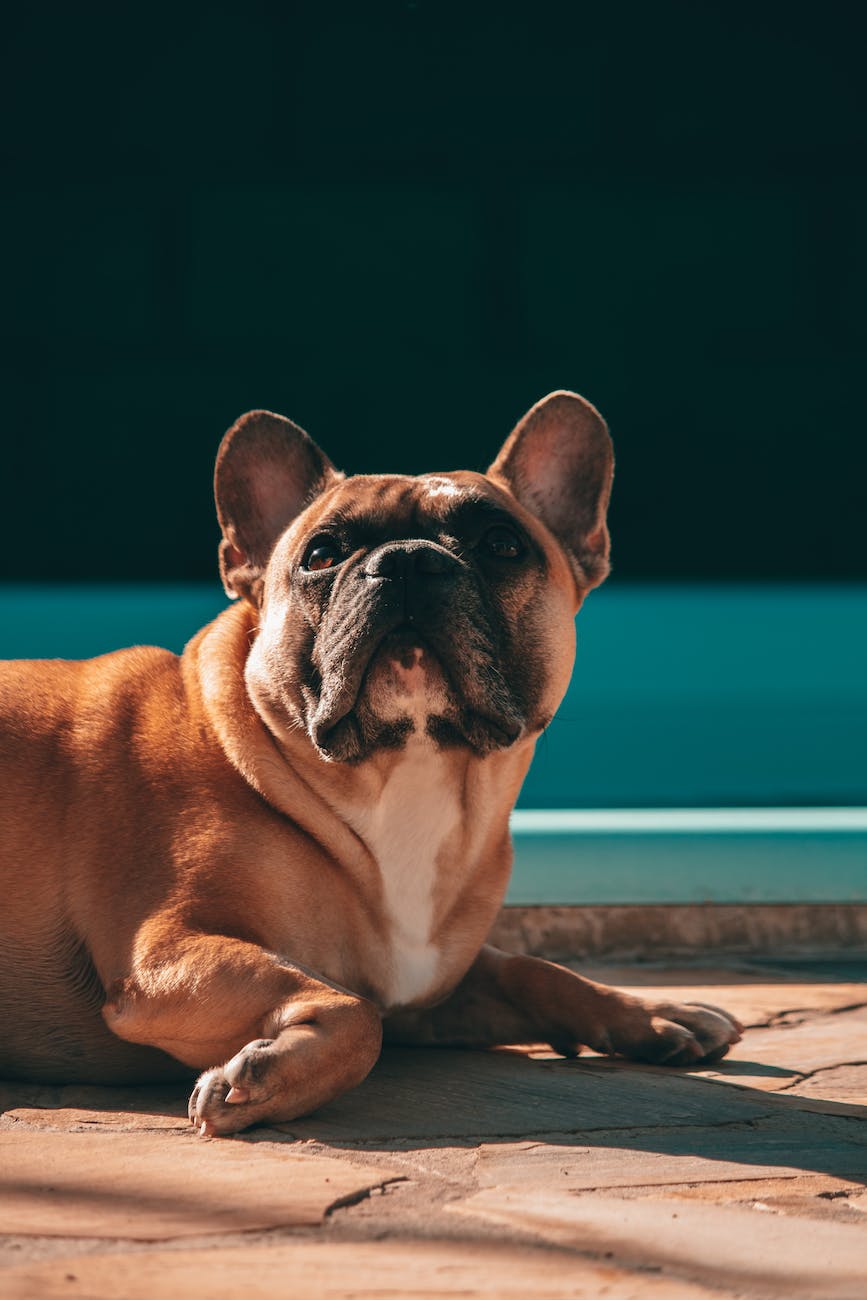Adorable french bulldog resting on poolside